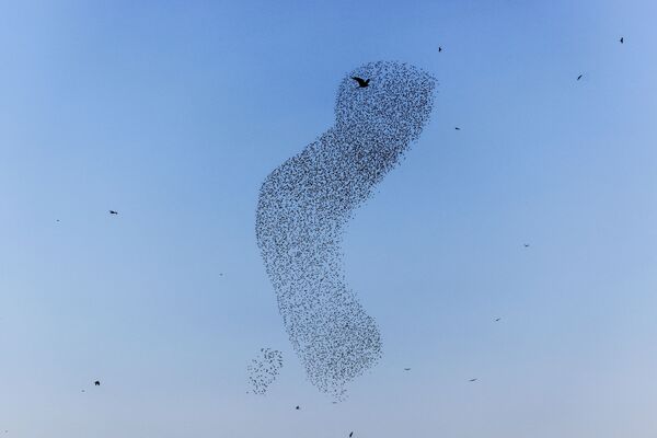 Птицы огромной стаей движутся в унисон, словно танцуя, в небесной синеве. - Sputnik Казахстан