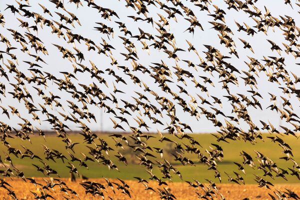 Как утверждают орнитологи, большинство птиц прилетает из стран Восточной Европы или Западной Азии. - Sputnik Казахстан
