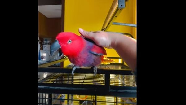 Попугай поет рингтон для iPhone - видео - Sputnik Казахстан
