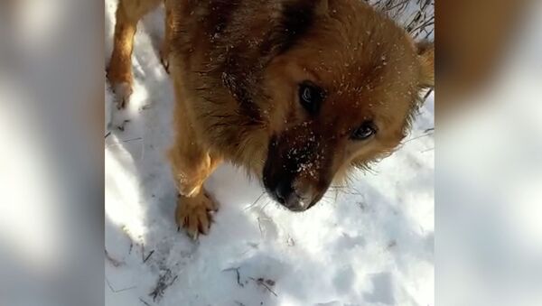 Павлодарские лесники освободили попавшую в браконьерскую петлю собаку - Sputnik Қазақстан