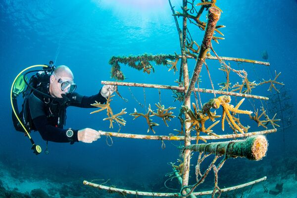 Снимок Коралловое дерево фотографа Кэтрин Холмс. На этом изображении дайвер изучает процесс роста коралловых фрагментов на дереве, созданном Альянсом по восстановлению коралловых рифов. - Sputnik Казахстан