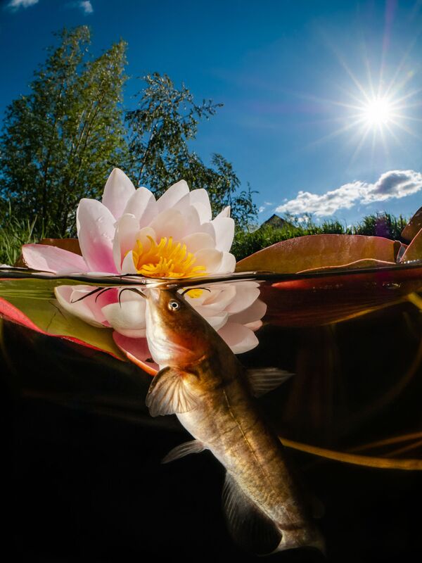 Снимок Сом и цветы фотографа Энрико Сомоги. Рядом с моим домом есть небольшой пруд с красивыми кувшинками и множеством мелких рыбок. Я отправился туда поснимать. Через какое-то время я увидел, как на поверхность всплывает небольшой сомик. Это случилось несколько раз. И после долгого пребывания в воде я сделал этот счастливый кадр, - рассказал автор. - Sputnik Казахстан