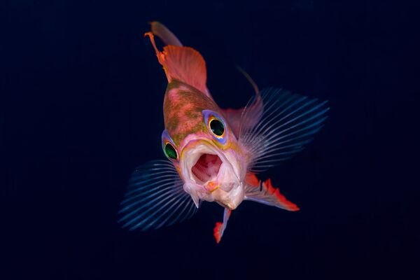 Снимок Джокер Паоло Баусани. На фото запечатлен момент, когда рыба широко открывает рот, обнажая жабры. На картинке выделяется яркий окрас антиаса, характерный для периода ухаживания. - Sputnik Казахстан