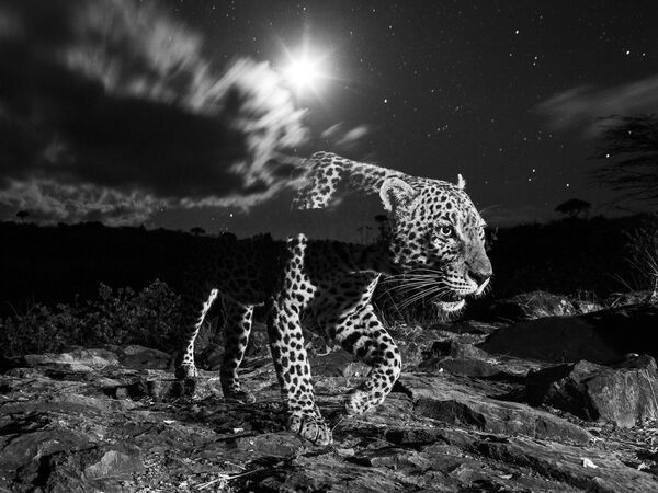 Графство Лайкипия, Кения. Леопард, &quot;пойманный&quot; фотоловушкой. Фотограф Уильям Беррард-Лукас, Великобритания. - Sputnik Казахстан