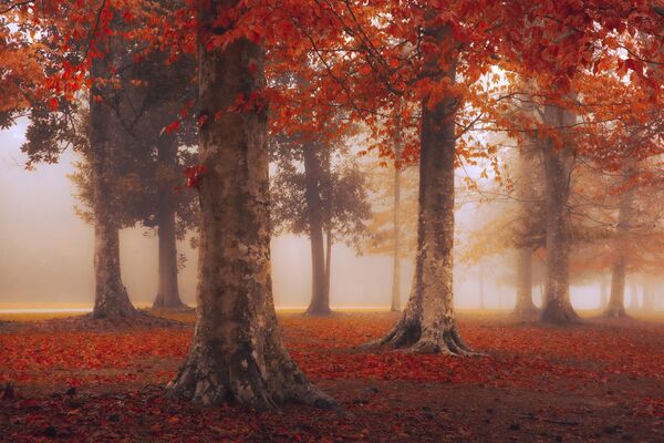 Ярко-красная осень в парке Магнолия Рдиж. Техас, США. Фотограф: Джай Шет, США. - Sputnik Казахстан