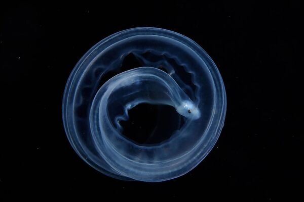 Загадочное создание в океанских водах у побережья Филиппин. Фотограф: Чжиюе Ши, Китай. - Sputnik Казахстан