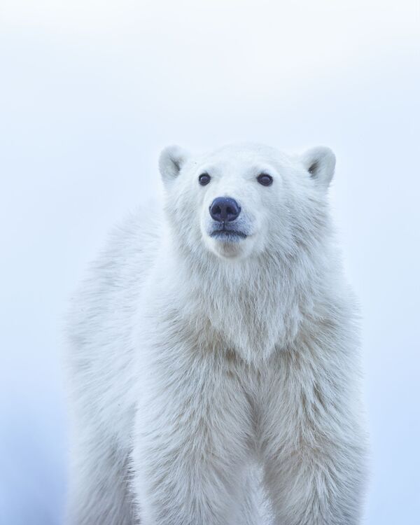 Снимок &quot;Белый медвежонок&quot; американского фотографа Дженни Чжао, победивший в категории &quot;Мир дикой природы&quot;.  - Sputnik Казахстан