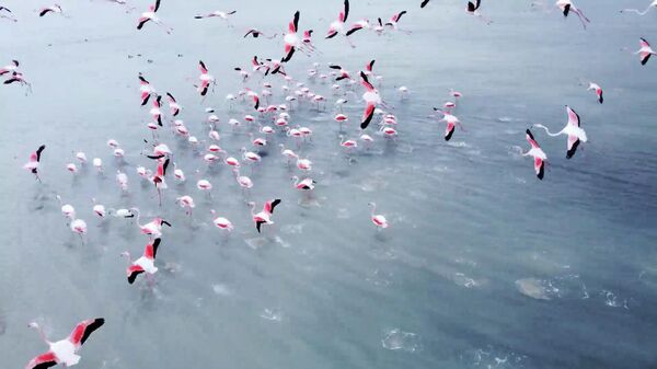 Дети заката. Первые фламинго вернулись на озеро Караколь после зимовки - Sputnik Казахстан