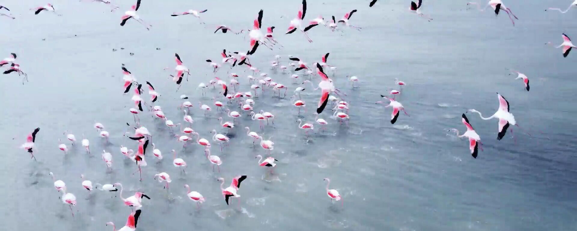 Дети заката. Первые фламинго вернулись на озеро Караколь после зимовки - Sputnik Казахстан, 1920, 14.02.2022