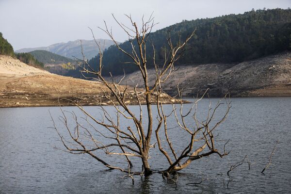 Затопленное дерево над поверхностью воды в обмелевшем водохранилище Альто-Линдозо. - Sputnik Казахстан