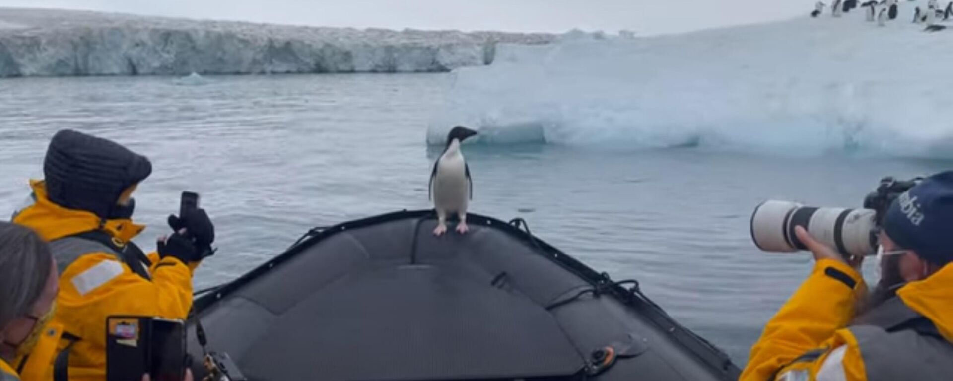 Туристы спасли пингвина от морского леопарда - видео - Sputnik Казахстан, 1920, 17.02.2022