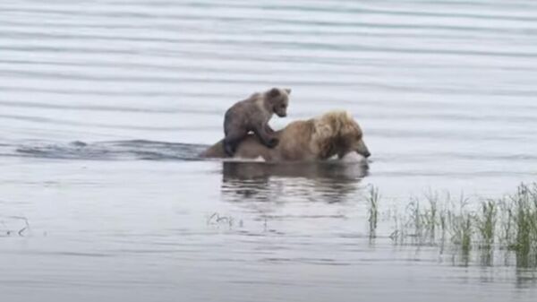 Медвежонок едет на медведице через реку - видео - Sputnik Казахстан