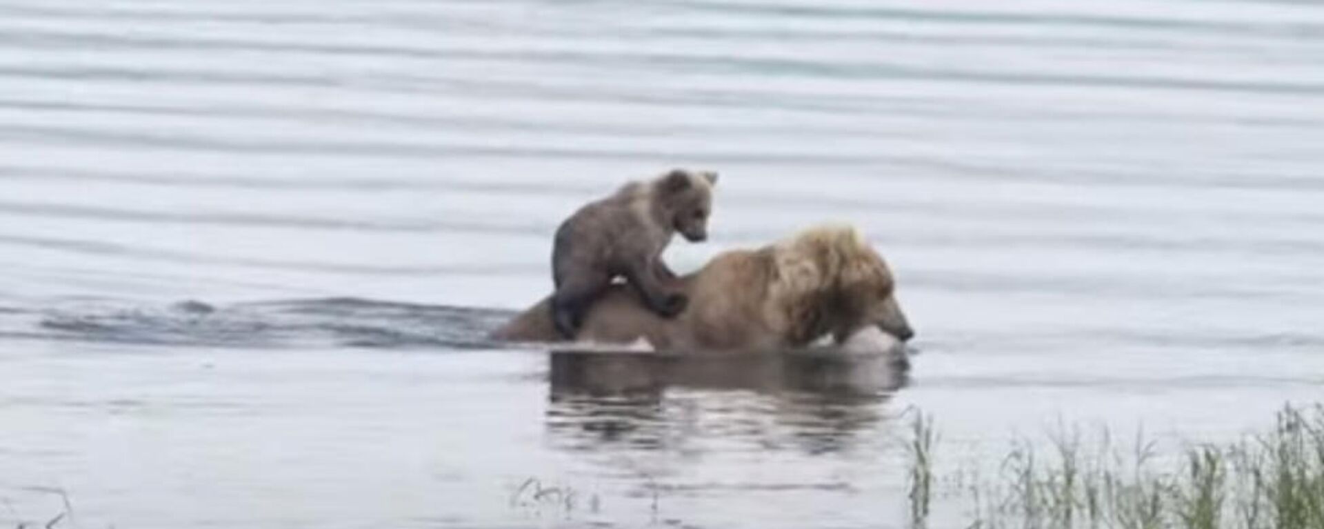 Медвежонок едет на медведице через реку - видео - Sputnik Казахстан, 1920, 08.03.2022
