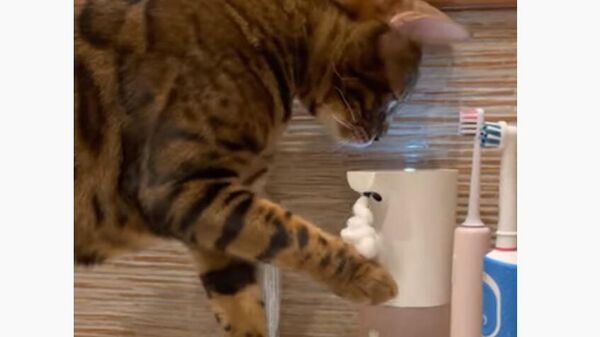 Любопытный кот тестирует сенсорный дозатор для мыла - видео - Sputnik Казахстан