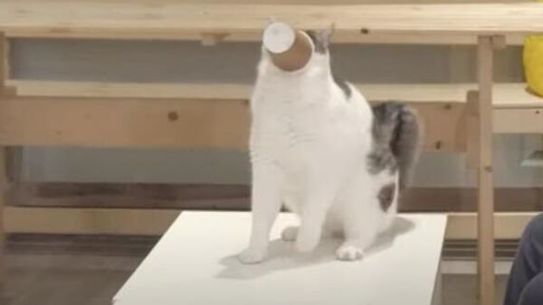 Кот со стаканом стал героем соцсетей - Sputnik Казахстан
