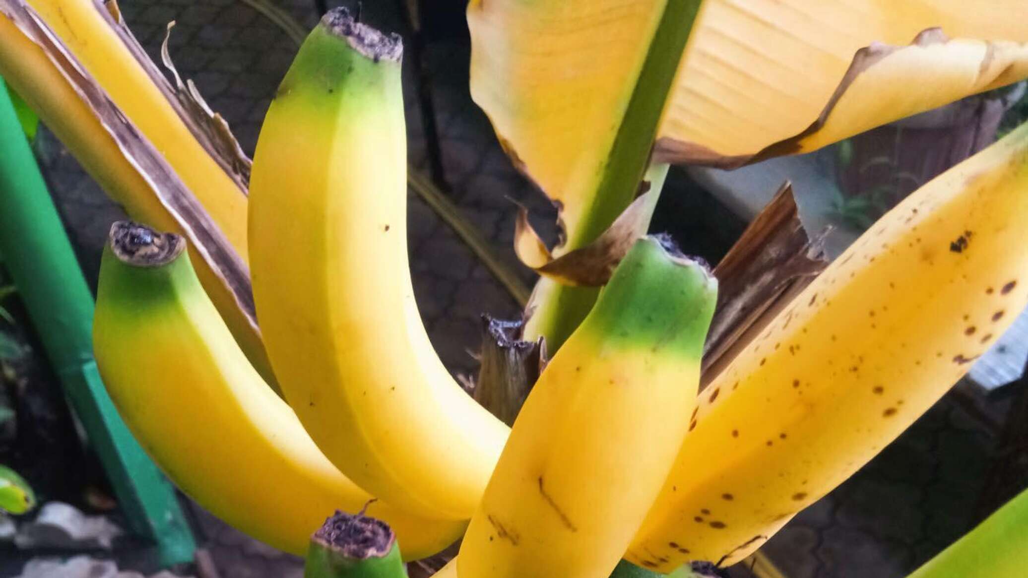 Страны выращивающие бананы. Банановые плантации. Прорастить банан. Вырастить банан. Выращивание бананов.