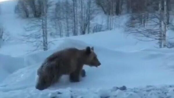 Медвежонок бежал по трассе в ВКО - Sputnik Казахстан