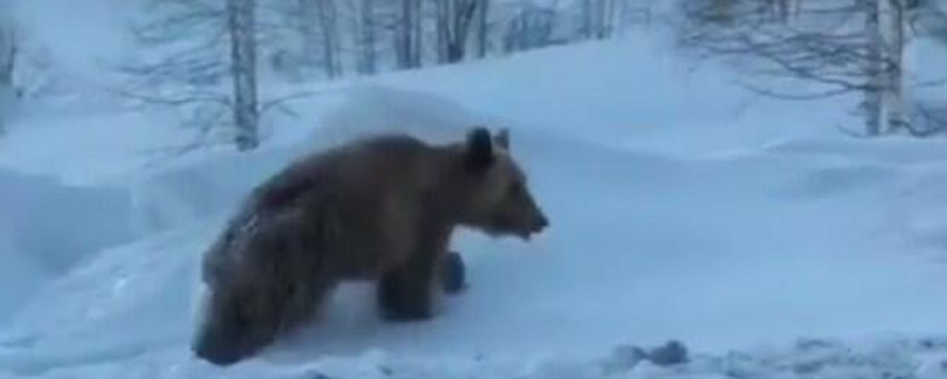 Медвежонок бежал по трассе в ВКО - Sputnik Казахстан, 1920, 22.02.2022