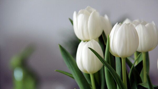 Белые тюльпаны  - Sputnik Қазақстан