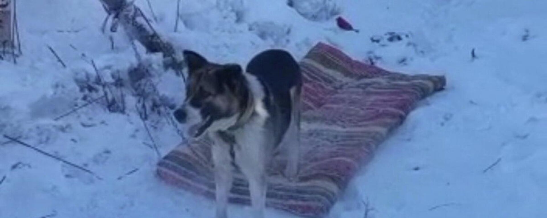 Житель Восточного Казахстана выкинул собаку на мороз вместе с мусором - Sputnik Казахстан, 1920, 09.03.2022