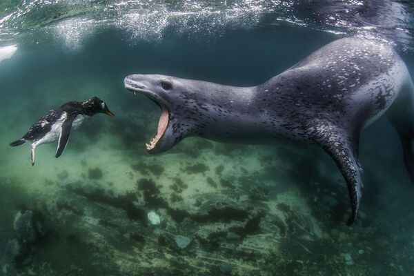 Снимок морского леопарда американского фотографа Амоса Нахума победил в конкурсе World Nature Photography Awards 2021. За этот снимок он получил денежный приз в размере 1 000 долларов.  - Sputnik Казахстан