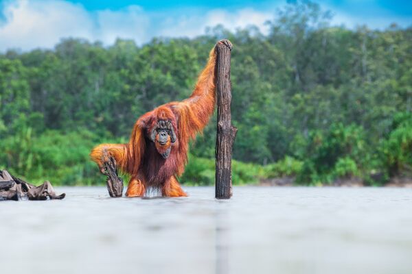 Снимок борнейского орангутанга канадского, сделанный фотографом Томасом Виджаяном, занял первое место в категории &quot;Животные в их среде обитания&quot;. - Sputnik Казахстан