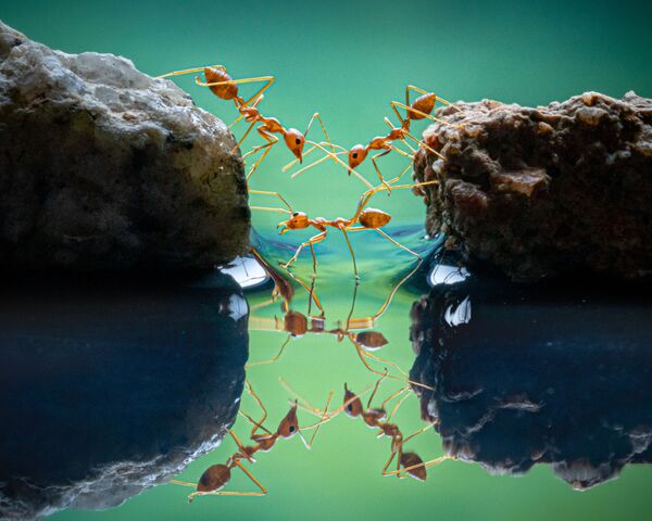 Фото красных муравьев сингапурского фотографа Чин Леонг Тео. - Sputnik Казахстан
