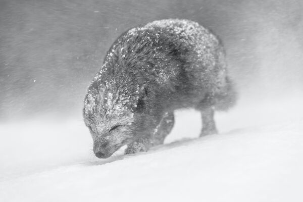 Снимок редкой арктической голубой лисицы британского фотографа Винса Бертона, занявший первое место в категории &quot;Черное и белое&quot;. - Sputnik Казахстан