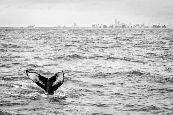 Америкалық фотограф Маттейс Ном түсірген киттің суреті &quot;Жабайы табиғат&quot; категориясында бірінші орынды иеленді. - Sputnik Қазақстан