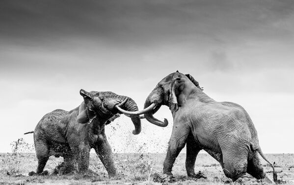 Снимок двух борющихся слонов британского фотографа Уильяма Фортескью. - Sputnik Казахстан