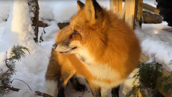 Рыжие с хвостами: белки и лиса - Sputnik Казахстан
