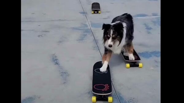 Собака прыгает со скейтборда на скейтборд - видео - Sputnik Казахстан