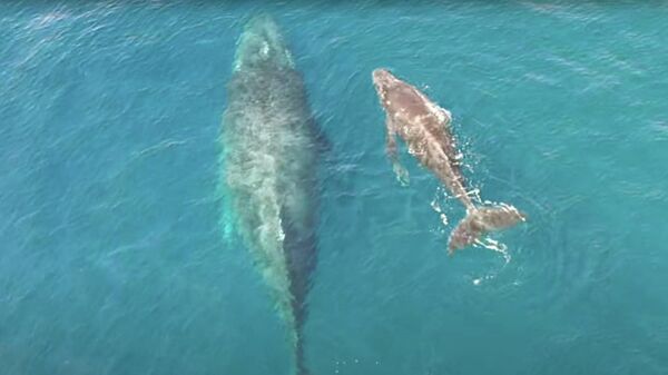 Горбатый кит и детеныш в Сокорро - видео - Sputnik Қазақстан