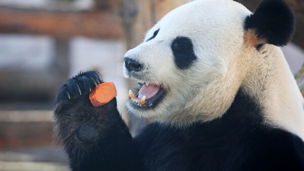 Большая панда в вольере Московского зоопарка - Sputnik Казахстан