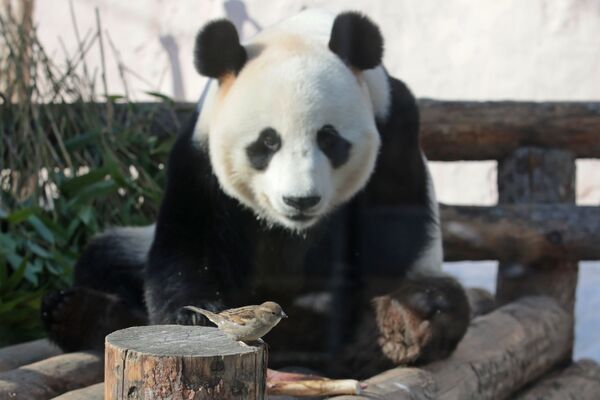 Своеобразную предысторию Всемирный день панды получил, когда  правительство Китая провело первый фестиваль панд. Случилось это событие  в 2002 году и продолжалось четыре дня на юго-западе Китая в  Национальном парке Волон, где обитает большая часть мировой популяции  панд.  - Sputnik Казахстан