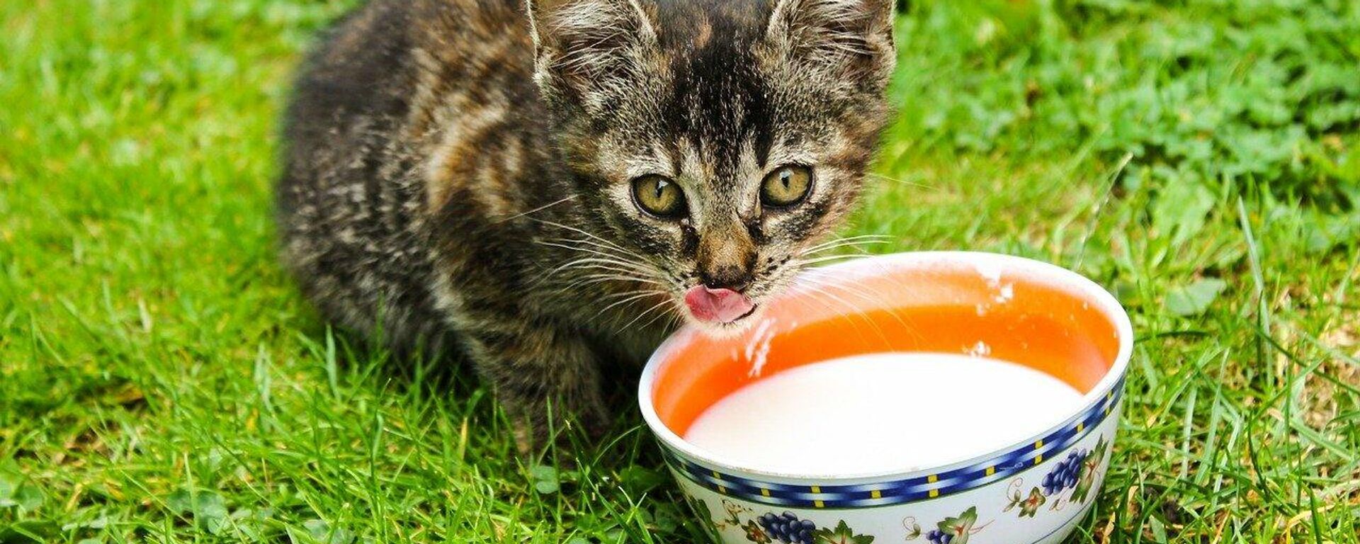 Se le puede dar leche a los gatos