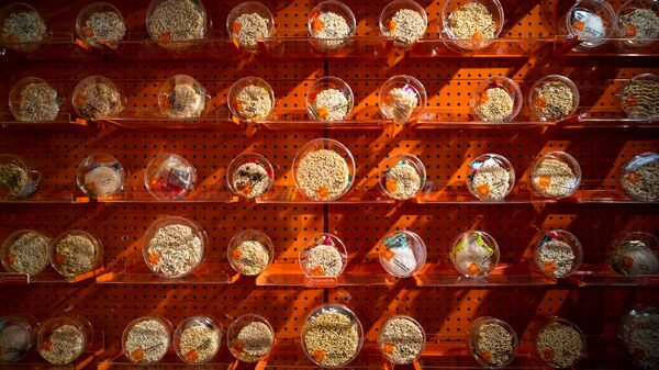 Выставка разного вида лапши в интернациональном магазине Good Noodle в Бангкоке - Sputnik Казахстан