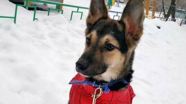 Собака Лаки, которая погибла в Павлодаре - Sputnik Казахстан