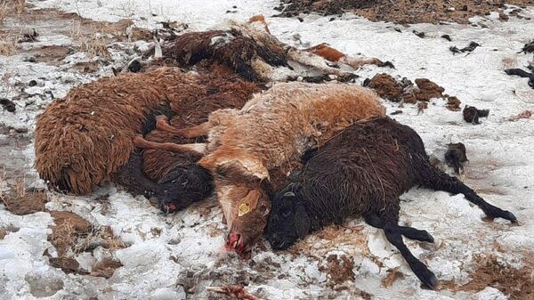 Погибший скот  - Sputnik Казахстан