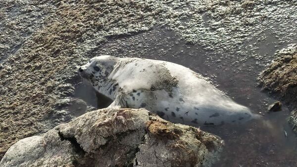 Краснокнижный каспийский тюлень спасен в Актау - Sputnik Қазақстан