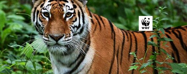 Архивное фото тигра - Sputnik Казахстан