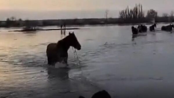 Спасение табуна лошадей на р. Илек - Sputnik Казахстан