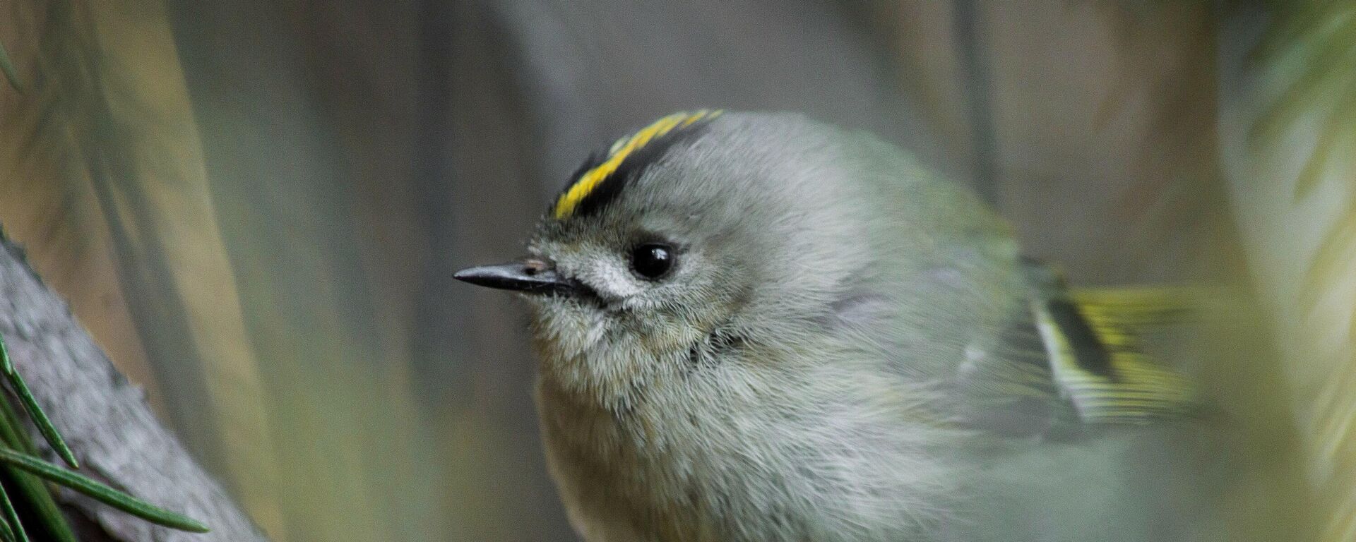 Желтоголовый королек - птичка певчая - Sputnik Қазақстан, 1920, 16.03.2026