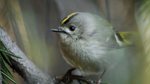 Желтоголовый королек - птичка певчая - Sputnik Қазақстан