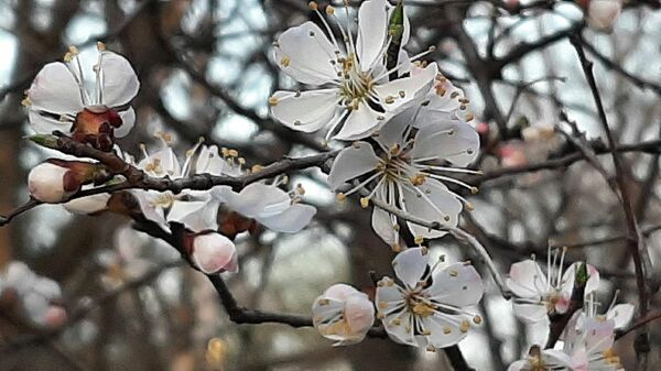 Деревья зацвели в Алматы. Цветы вишни - Sputnik Казахстан