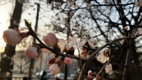 Абрикосовые деревья окутались изумительно красивыми розовыми цветами. Бутоны  такие нежные!  - Sputnik Казахстан