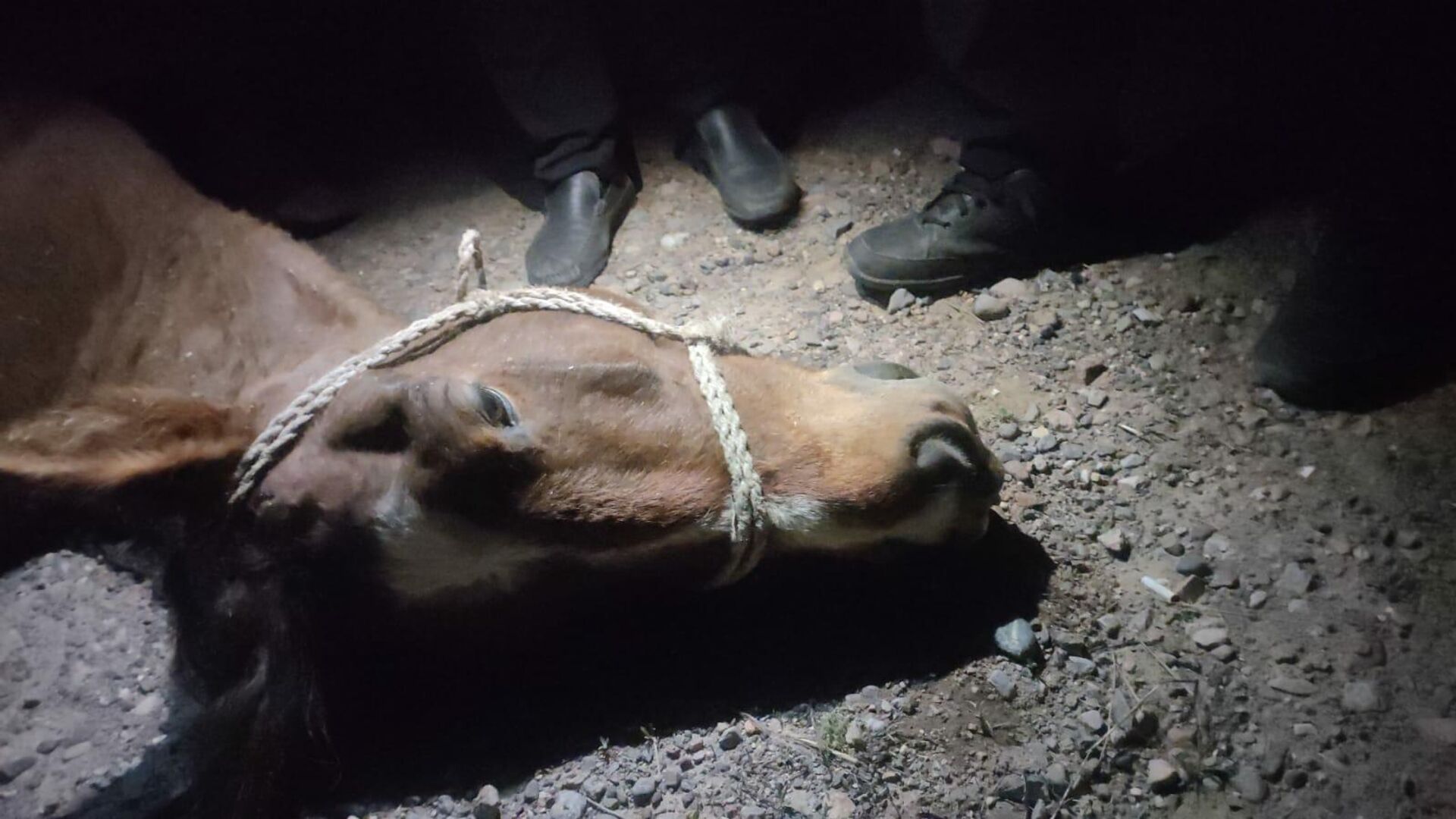 Лошадь спровоцировала смертельное ДТП в Алматинской области - Sputnik Казахстан, 1920, 04.05.2022
