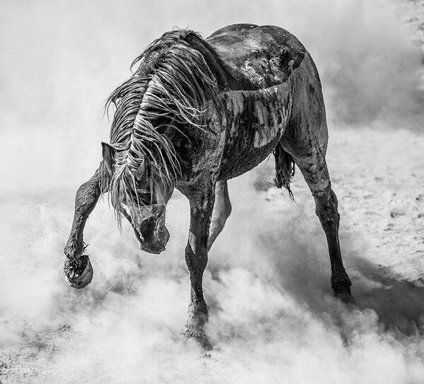 Снимок &quot;Управление гневом&quot; британского фотографа Скотта Уилсона, изображающий дикого мустанга, поднимающего пыльную бурю на северо-западе Колорадо. - Sputnik Казахстан