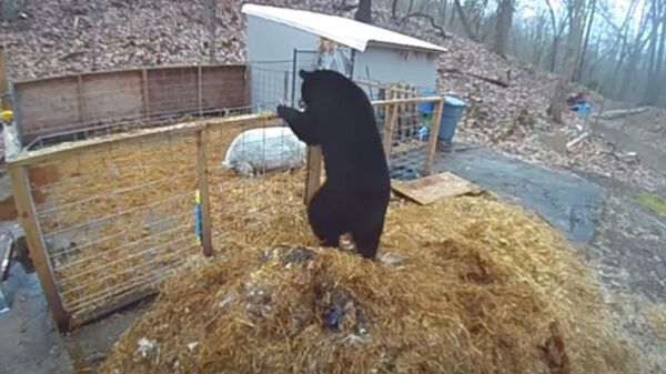 Свиньи отбиваются от голодного черного медведя - видео - Sputnik Казахстан