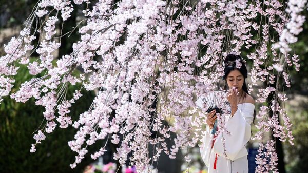 Женщина позирует для фотографий перед цветущим вишневым деревом на Сеульском национальном кладбище - Sputnik Казахстан